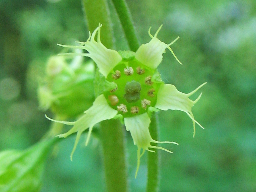 Image of Tellima grandiflora specimen.