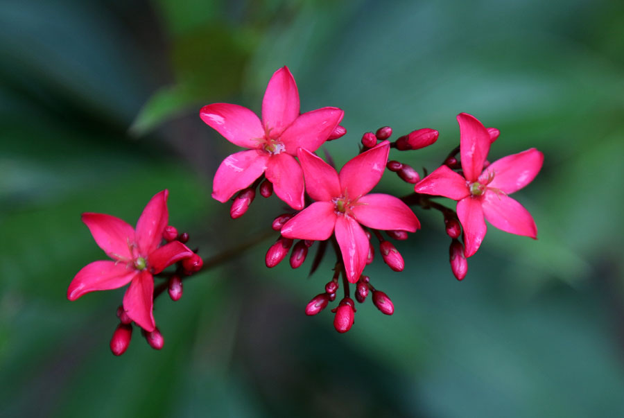 Image of genus Jatropha specimen.