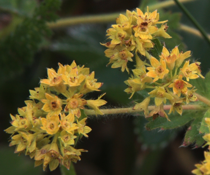 Изображение особи Alchemilla conglobata.