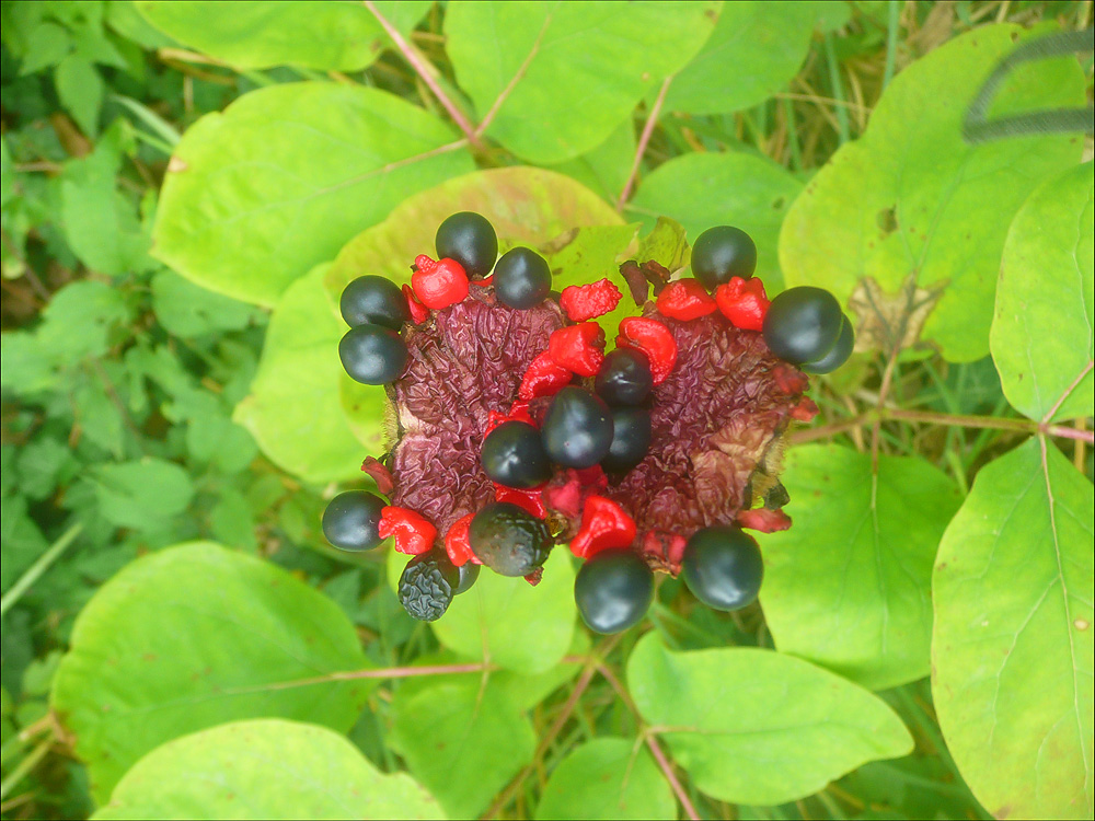 Тибетский морской цветок. Ягода на черном море. Atraphraxic Caucasica Plant.