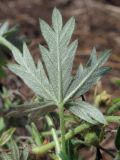 Potentilla canescens