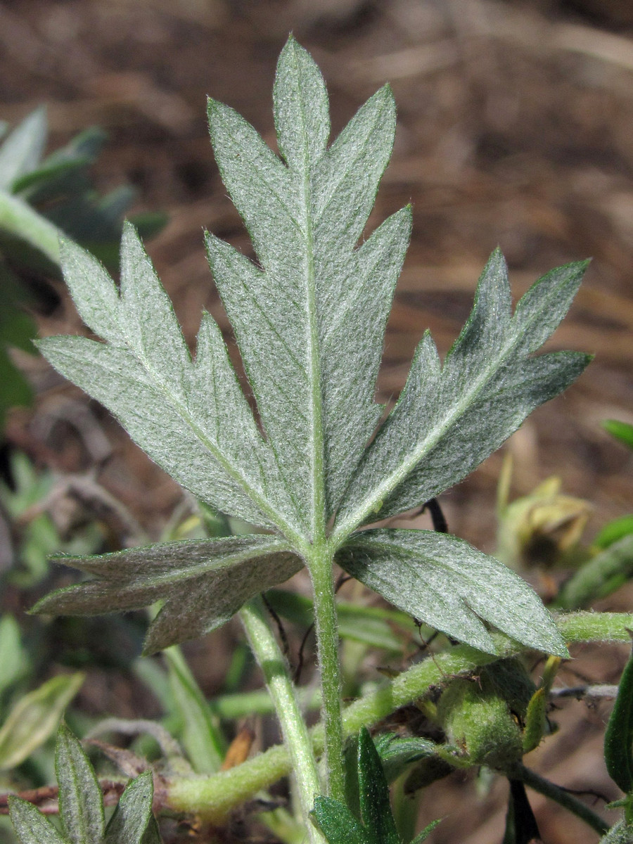 Изображение особи Potentilla canescens.