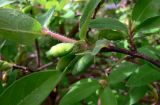 Lonicera edulis. Часть побега с незрелыми соплодиями. Свердловская обл., окр. г. Североуральск, дачный участок. 09.06.2013.