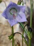 Campanula cochleariifolia