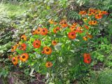 Helenium autumnale