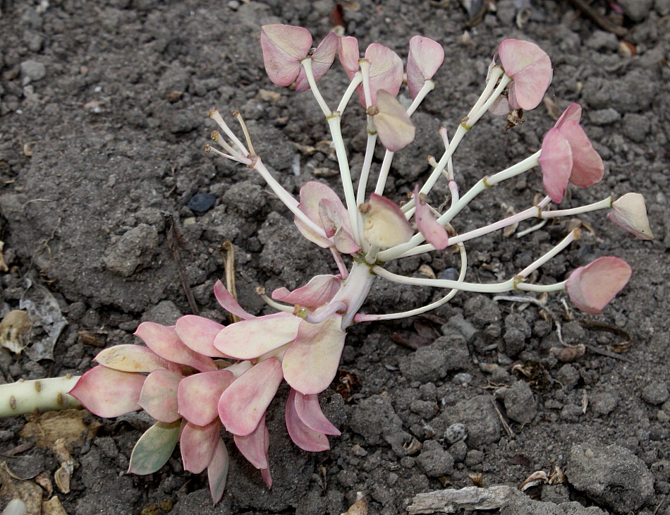 Image of Euphorbia myrsinites specimen.