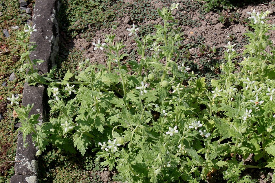 Image of Blumenbachia hieronymi specimen.