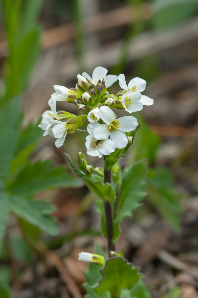 Изображение особи Arabis alpina.