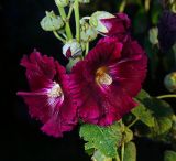 Alcea rosea