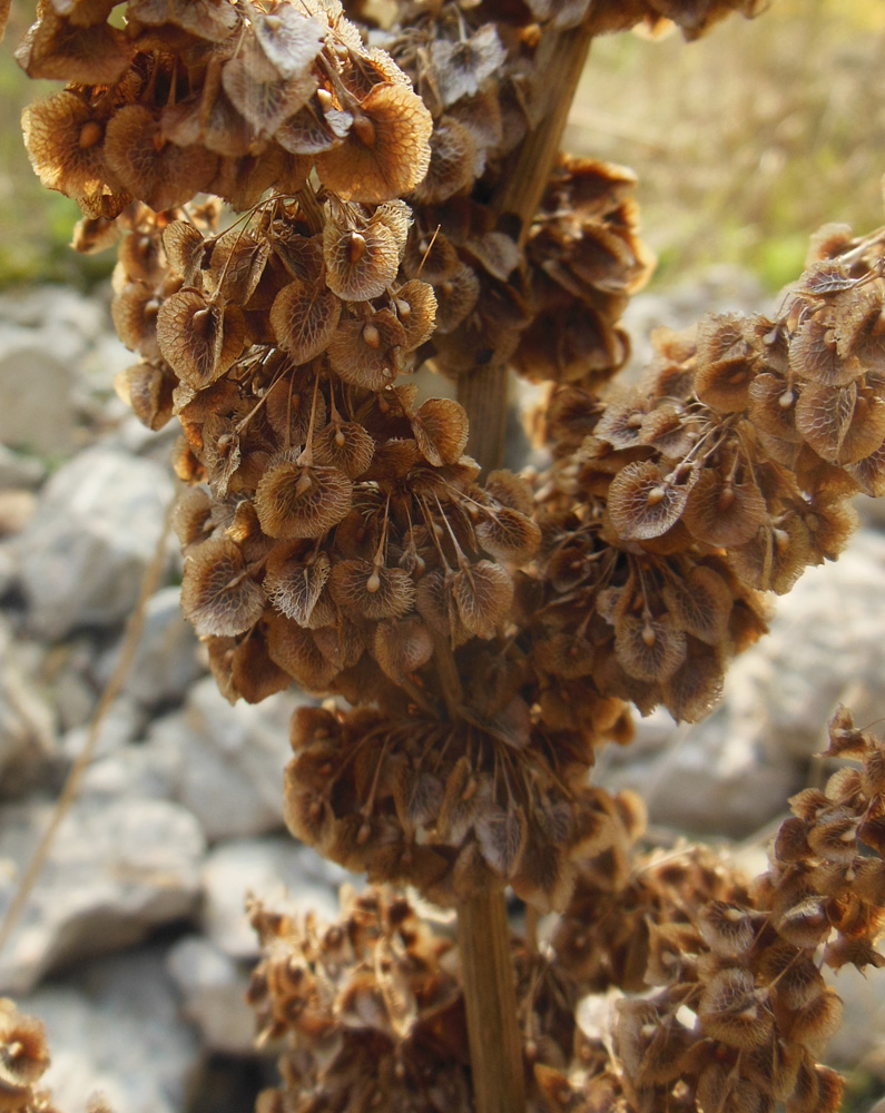 Image of Rumex confertus specimen.