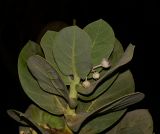 Calotropis procera. Верхушка молодого дерева с бутонами. Израиль, центральная Арава, пос. Сапир, парк (возможно, в культуре). 29.10.2013.