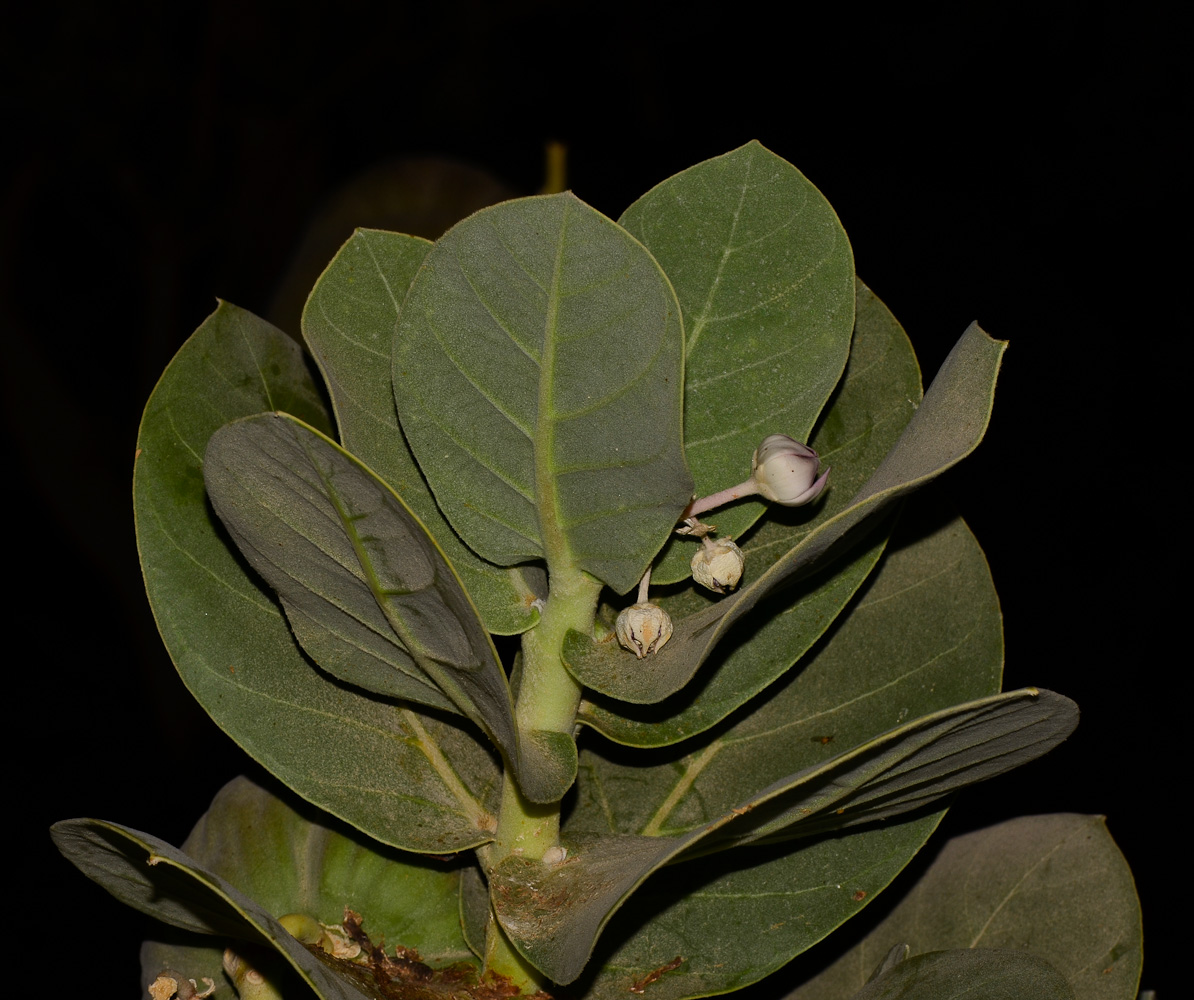 Image of Calotropis procera specimen.