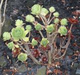 Aeonium arboreum. Вегетирующее растение. Германия, г. Дюссельдорф, Ботанический сад университета. 14.08.2013.