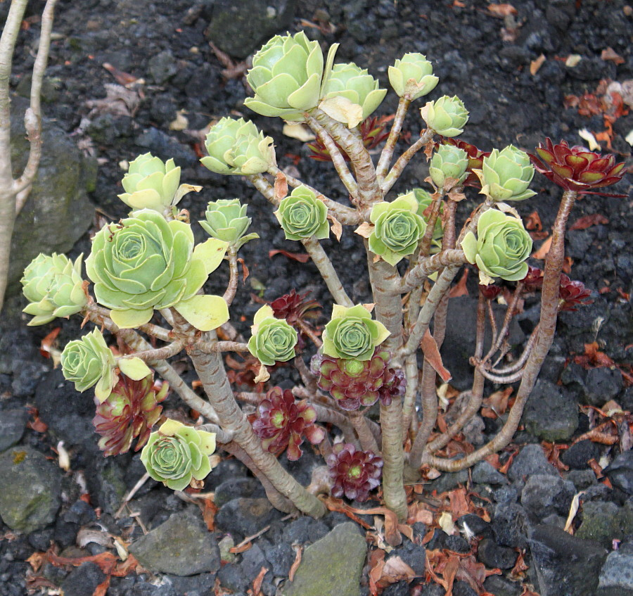 Изображение особи Aeonium arboreum.