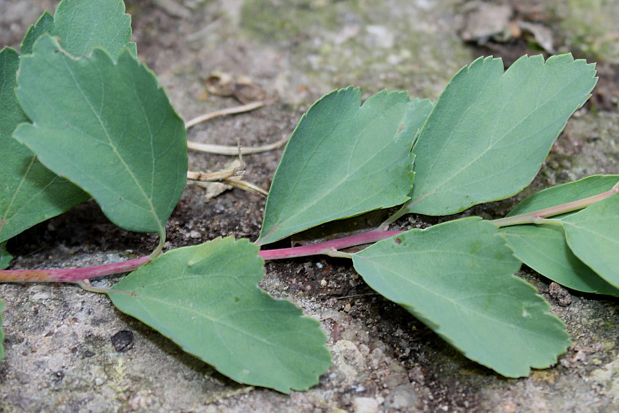 Image of Spiraea &times; vanhouttei specimen.