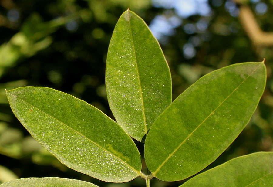 Изображение особи Styphnolobium japonicum.