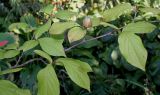 Stewartia monadelpha