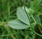 Lathyrus tuberosus