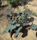 Sonchus oleraceus