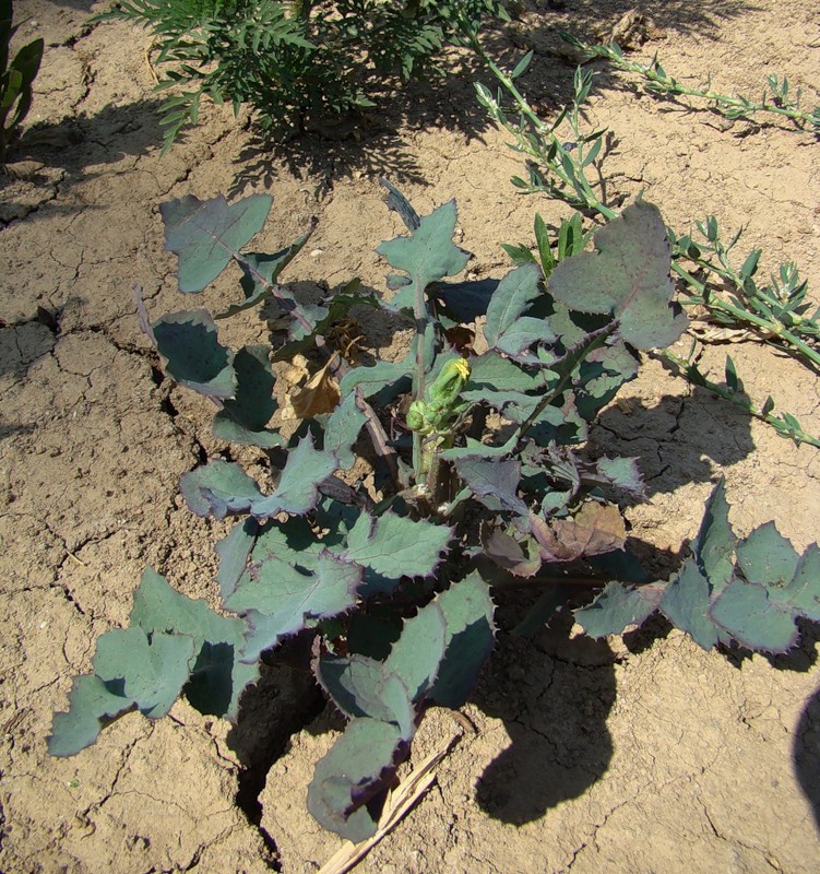 Image of Sonchus oleraceus specimen.
