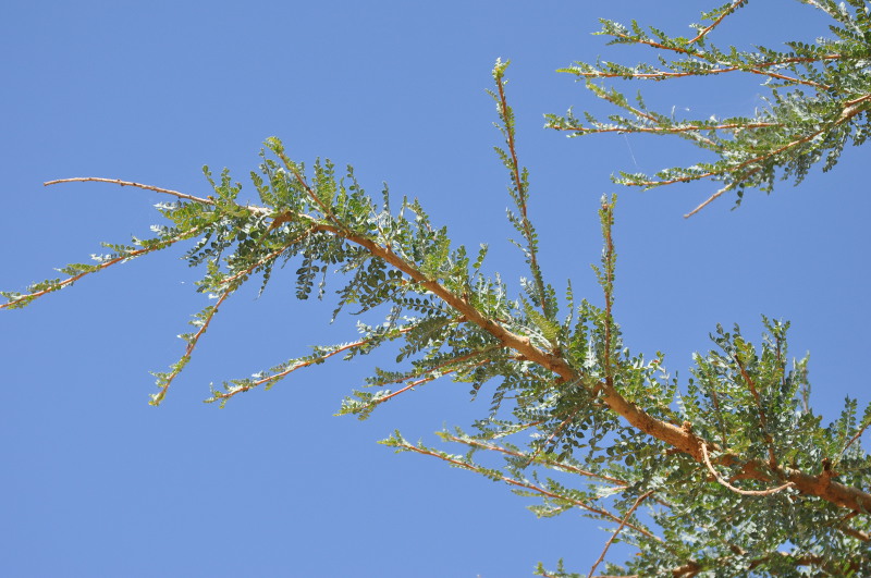 Image of Boswellia socotrana specimen.