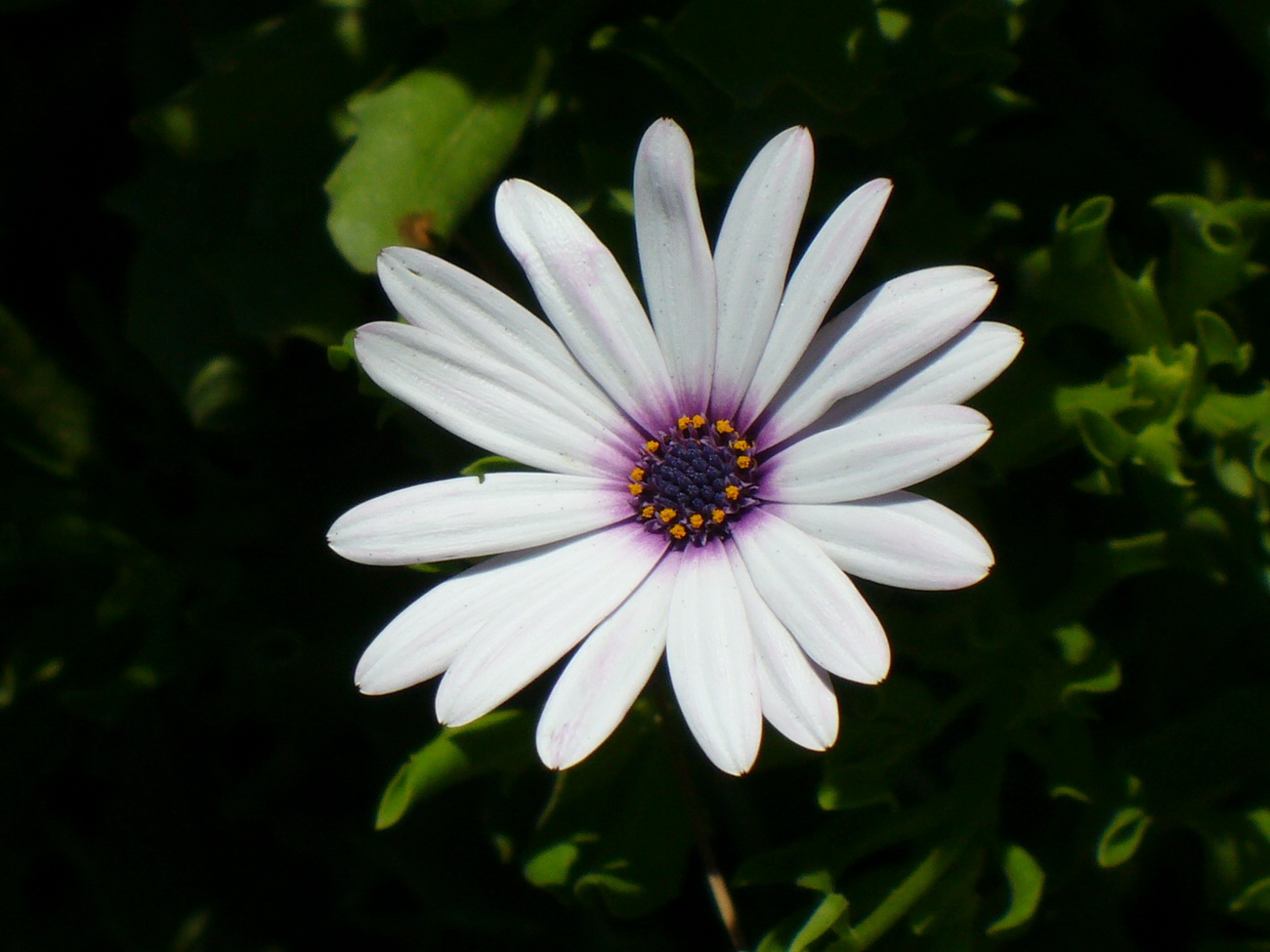 Image of genus Dimorphotheca specimen.