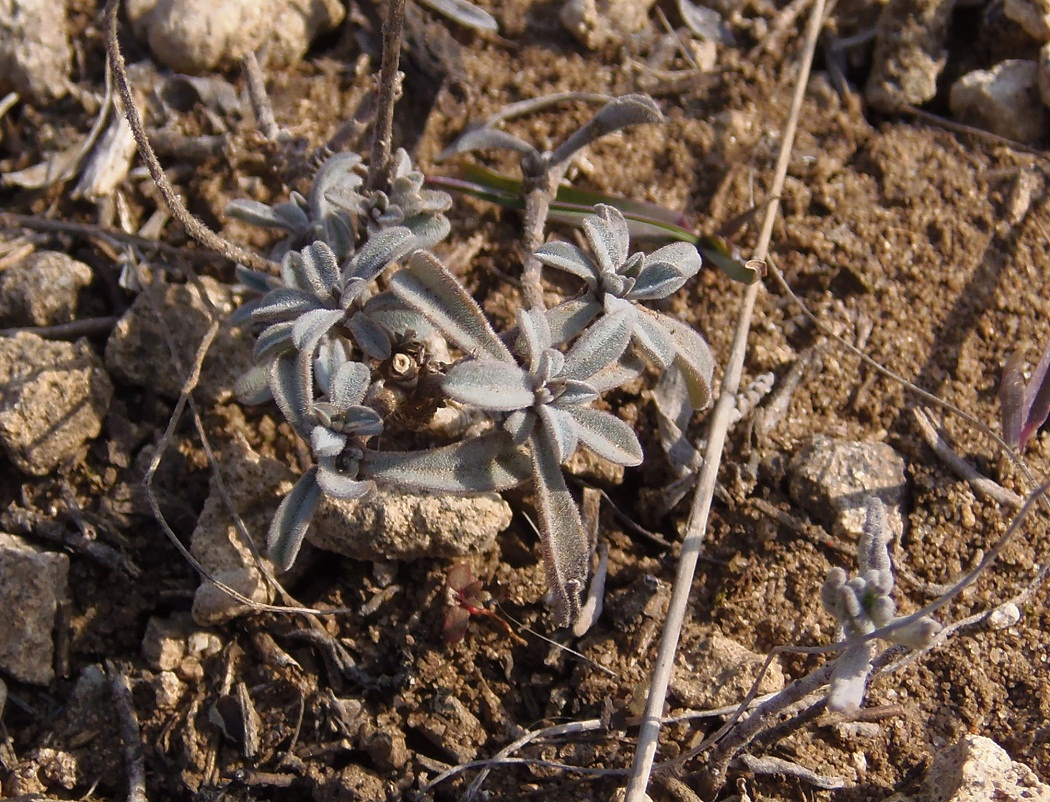 Изображение особи Linum czernjajevii.