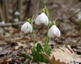 Galanthus plicatus