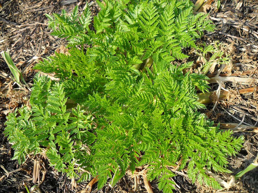 Image of Anthriscus sylvestris specimen.