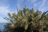Arundo donax