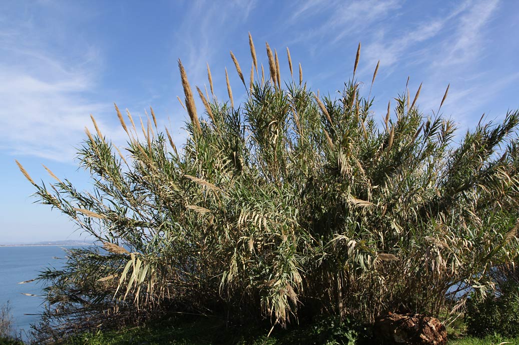 Изображение особи Arundo donax.