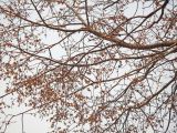 Cercidiphyllum japonicum. Верхушка обильно цветущего растения. Владивосток, Ботанический сад-институт ДВО РАН. 19 апреля 2014 г.