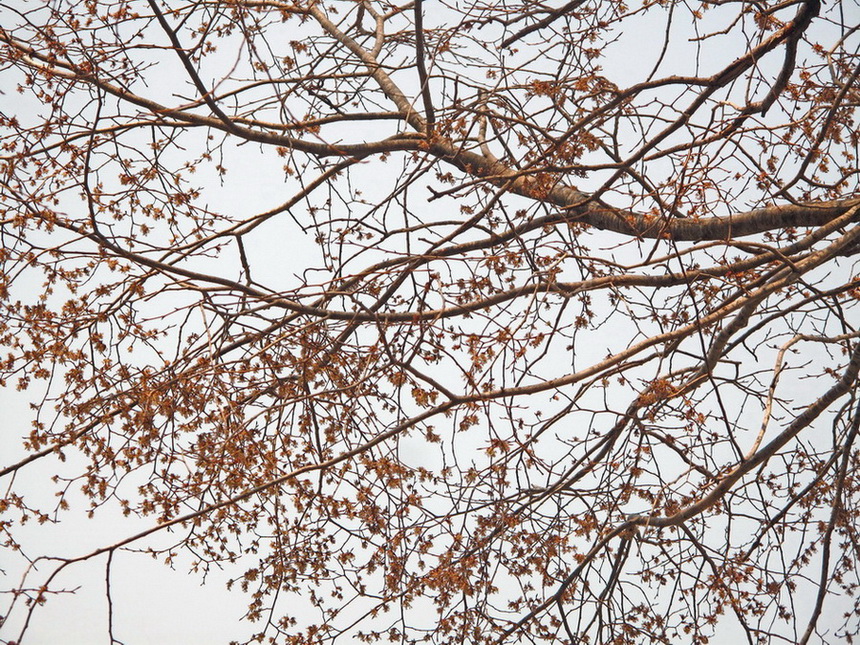 Image of Cercidiphyllum japonicum specimen.