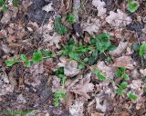 Ajuga reptans. Растение на стадии формирования цветоносов, образующее также ползучие побеги. Украина, Киев, между пгт Коцюбинское и г. Ирпень, смешанный лес возле Романовского болота. 21 апреля 2014 г.