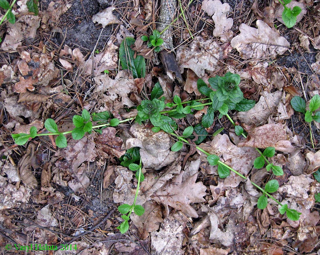 Изображение особи Ajuga reptans.