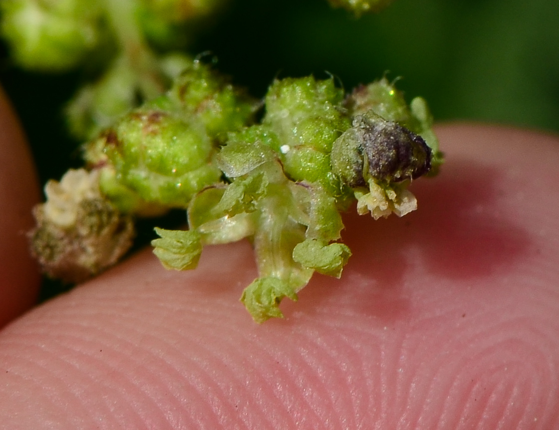 Image of Urtica pilulifera specimen.