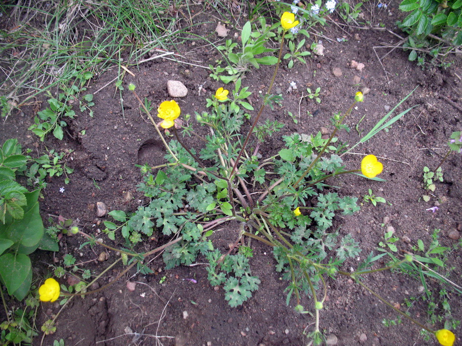 Изображение особи Ranunculus bulbosus.