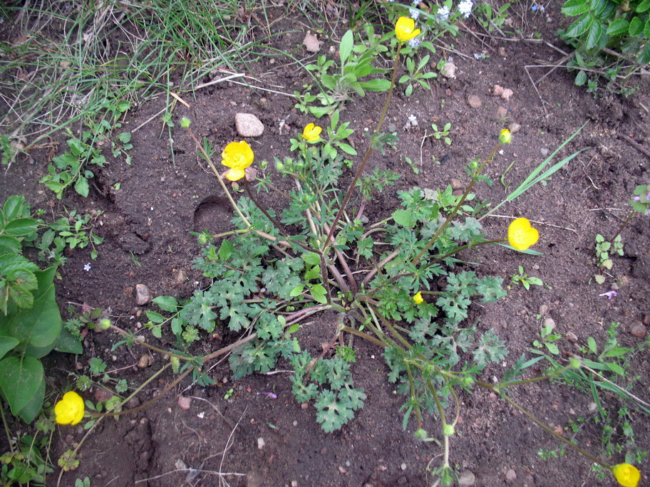 Изображение особи Ranunculus bulbosus.