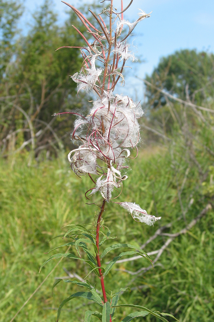 Изображение особи Chamaenerion angustifolium.