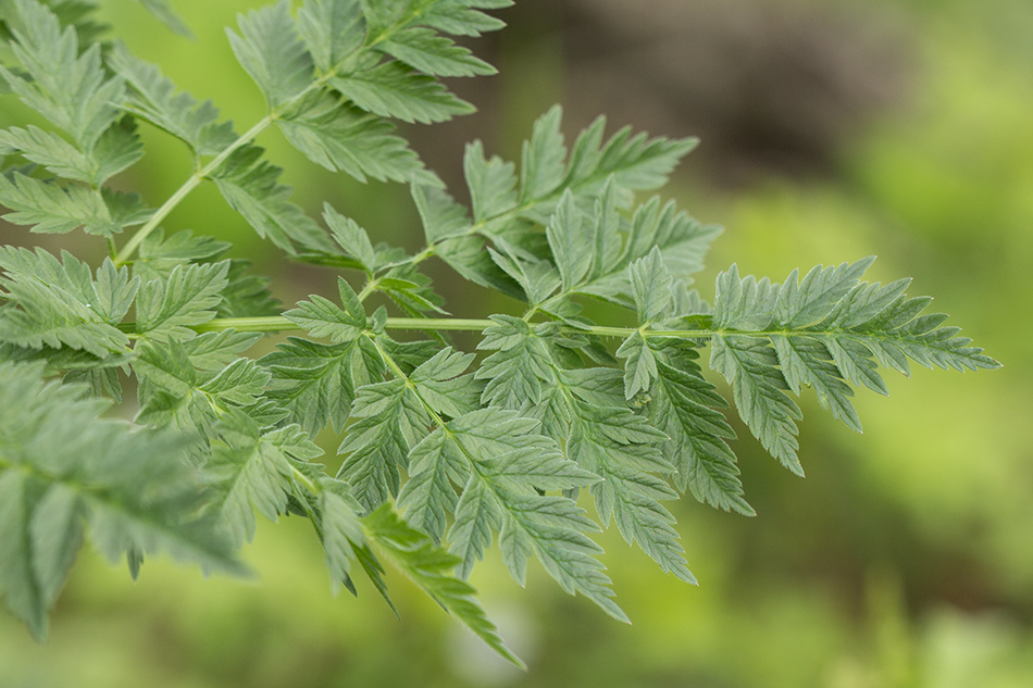 Изображение особи Anthriscus sylvestris.