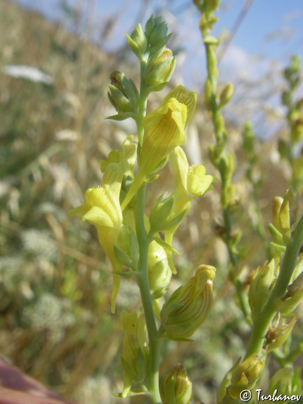 Изображение особи Linaria genistifolia.