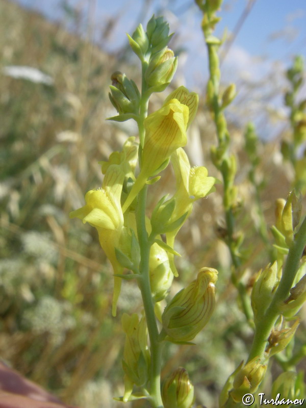 Image of Linaria genistifolia specimen.