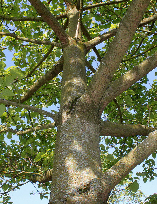 Image of Idesia polycarpa specimen.