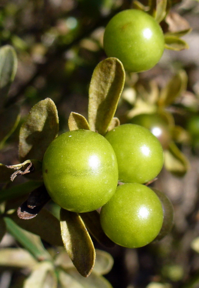 Изображение особи Jasminum fruticans.