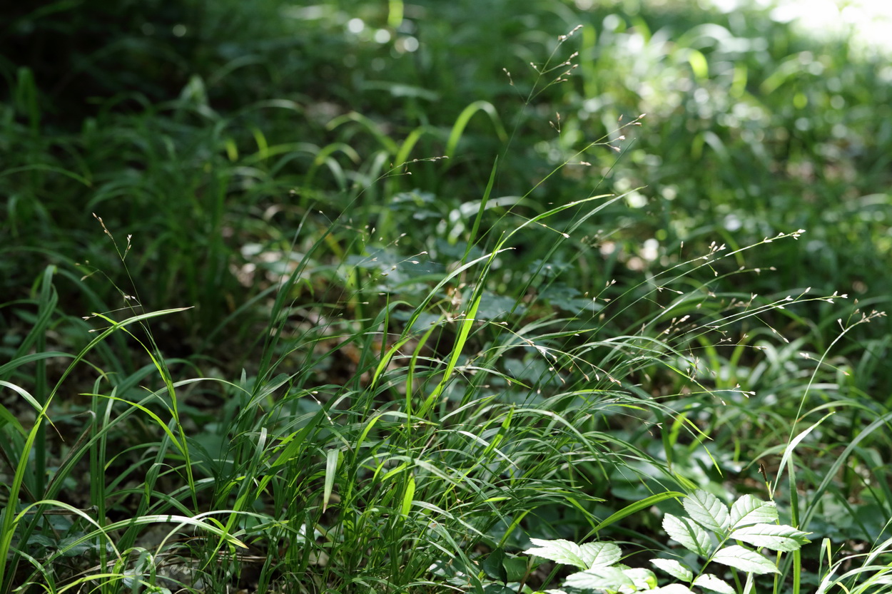 Image of Melica uniflora specimen.