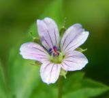 Geranium sibiricum