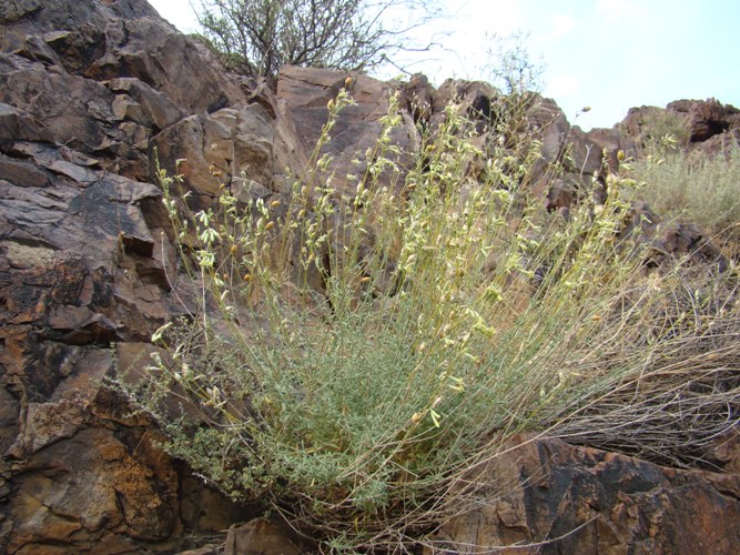 Изображение особи Silene pseudoholopetala.