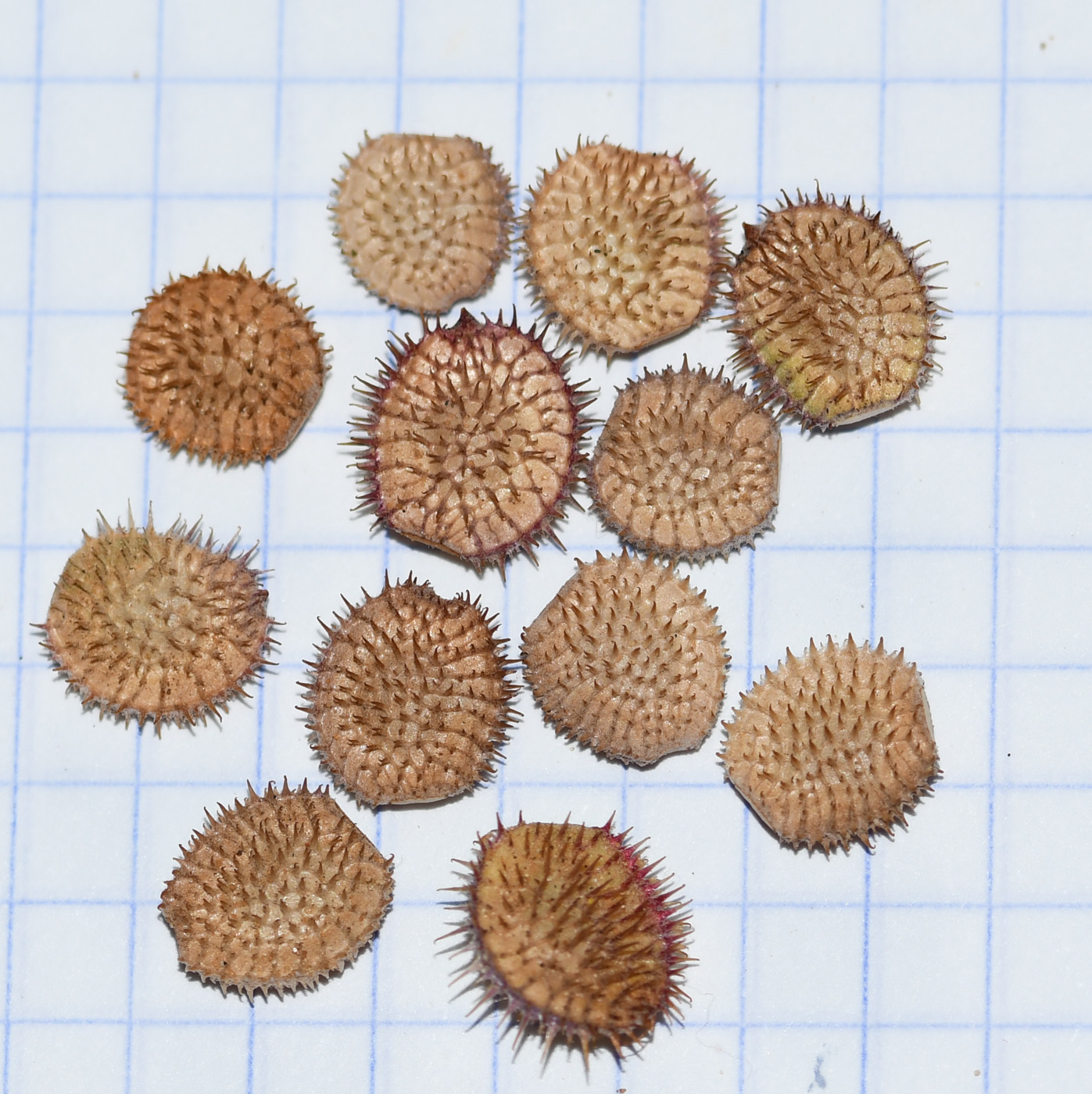 Image of Hedysarum spinosissimum specimen.