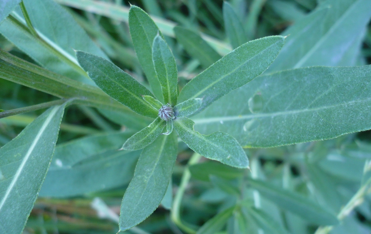 Изображение особи Cirsium setosum.