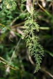 Schrenkia golickeana